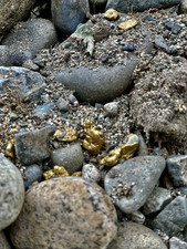 Yuba River Gold Unsearched Paydirt Added Gold From River Rich 2LBS picture