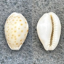 Cypraea ostergaardi RARE 13.3mm F Paumalu, Hawaii 1961 Coll. By Ray Summers picture