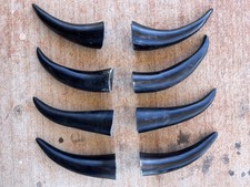 STEER HORNS 8” To 10 Inch ( One Pair Only) Horns POLISHED BULL COW picture