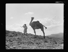 Photo:Camel 1934 Oct Desert Man Landscape Black and White Photo picture
