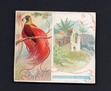 1889 N38 ALLEN & GINTER BIRDS OF THE TROPICS '' RED BIRD OF PARADISE '' 105 picture