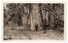RPPC Olympic Peninsula WA Giant Western Red Cedar Big Tree Vintage Postcard picture