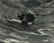 1984 Press Photo American Spaniel retrieving exercise in marshes of Wisconsin. picture