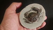 Pulalius Vulgaris Crab Fossil Specimen Lincoln Creek fm Eocene Washington State picture