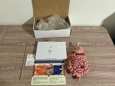 Vintage Digestive System Model / Zelnorm Drug Rep Display of the GI System picture
