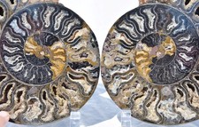 Large Black Ammonite PAIR Deep Crystals 110myo Dino Age FOSSIL 185mm 7.3