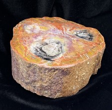 Gorgeous Arizona Rainbow Petrified Wood Slab—Triassic 7” picture