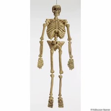 5 Ft. Realistic Skeleton Halloween Decoration picture