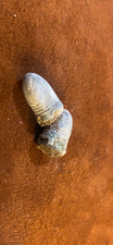 Two Antique .31 Caliber Volcanic Cartridges picture