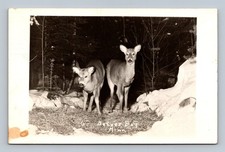 Vintage 1952 Beaver Bay Minnesota Deer Photo Postcard RPPC picture