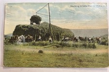 1911 Twin Falls, Idaho Stacking Alfalfa Hay In Idaho Colored Postcard picture