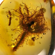 UNUSUAL FLOWER in Burmese / Burmite amber fossil / 100% genuine amber picture
