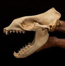 Leopard Seal Skull Replica 37cm Hand Painted Marine Anatomy Model Separate Jaw picture