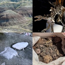 Real Dinosaur Fossil Dig Experience Kit Jurassic Morrison Fm READ DESCRIPTION picture