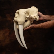 Walrus Skull Replica Life Size 18in Huge Marine Mammal Skull 12in Tusks picture