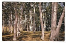 ANTIQUE Postcard - White Birches of New England picture