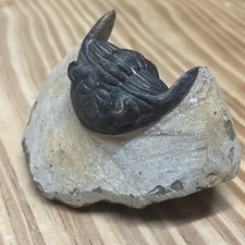 Hollardops Trilobite Fossil. Middle Devonian. Alnif, Morocco Great Quality picture