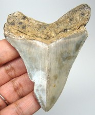 MEGALODON Shark tooth Real Fossil 3.03
