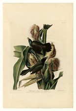 Audubon Crow Birds of America Vintage Ornithology Reprint Wall Art picture