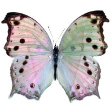 Salamis parhassus  pink purple black Africa UNMOUNTED/WINGS CLOSED picture