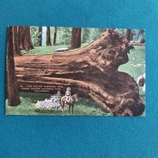 Vintage - Post Card- The Fallen Michigan Tree (fell in 1931) Sequoia Nat'l Park picture