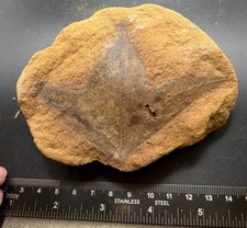 Rare Kansas Cretaceous fossil leaf in nodule - Dakota formation picture