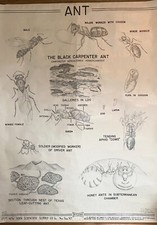 c.1950 The Black Carpenter Ant - Scientific Rolled Classroom Chart picture