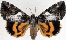 JS13 - Catacola micronympha - Little Nymph Underwing Moth picture