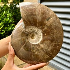 3.8 LB  Polished Ammonite Fossil Specimen Collectible Mineral Display Art picture