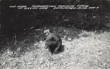 BEAR CUB AT HIGGINS LAKE REAL PHOTO POSTCARD ROSCOMMON MI MICHIGAN 1955 RPPC picture