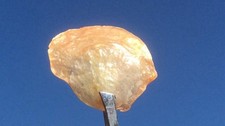 Australia Sea Glass & Translucent Shells ~Peach, Ivory Iridescent Pearl Finish. picture