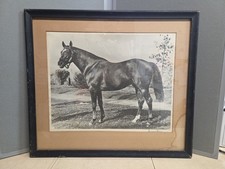 Grand Slam Undefeated  Race Horse Vintage Framed Photo 1960s  picture