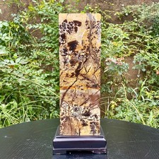 17.6LB  Rare National Treasure Fossil - Authentic Collectible Stone Specimen picture