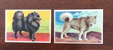 1910 Milo Prize Dog Series Cards Husky And Pomeranian Excellent Condition picture