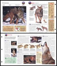 Fold-Out Sheet - Coyote - 27 picture