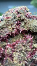 Erythrite- Sara Alicia Mine, San Bernardo, Álamos Municipality, Sonora, Mexico picture