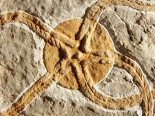 461 Million Year OLD STARFISH Fossil Ordovician Period Morocco 588gr picture