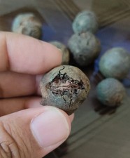 100% Original Rudraksha Bead Fruit from Nepal Holy lord shiva worship pack of 9 picture