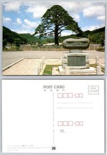 Continental Mt. Sogri Korea Old Pine Tree Monument Postcard picture
