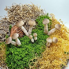 10-Pack Handmade Miniature ClayCrafted Artificial Loose Wild Mushrooms US Stock. picture