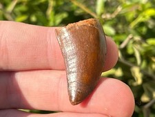 NICE Carcharodontosaurus Dinosaur Tooth Fossil Kem Kem Morocco Theropod picture